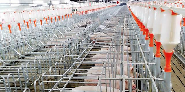3月生猪出栏普遍大增，部分猪企逆势增产