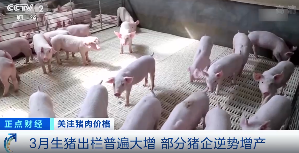 猪肉供大于求，部分猪企却逆势增产！业内人士：头部企业看好猪周期后市场
