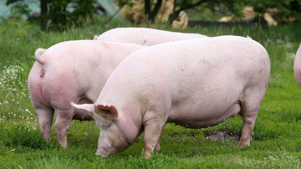 非洲猪瘟背景下集团公司猪场不发情母猪的高效处理（上）