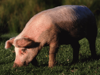 罗牛山：养猪成本难在一年内降到6.5元/斤！一季度卖猪10.37万头，由盈转亏