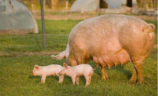 产房待产母猪数量太多，却和前阶段母猪不发情有关！