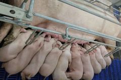 断奶重提升1.1公斤/头，饲料成本节约150多万！真正实现降本增效！