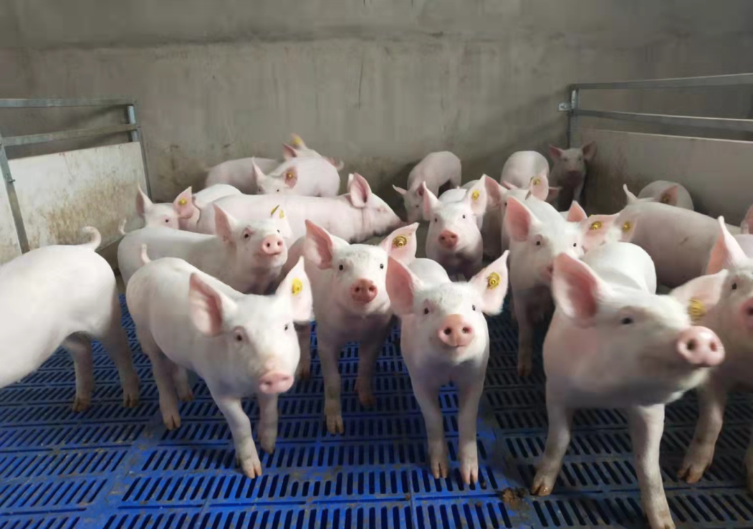 保育猪的饲养管理可以分为哪几个要点？