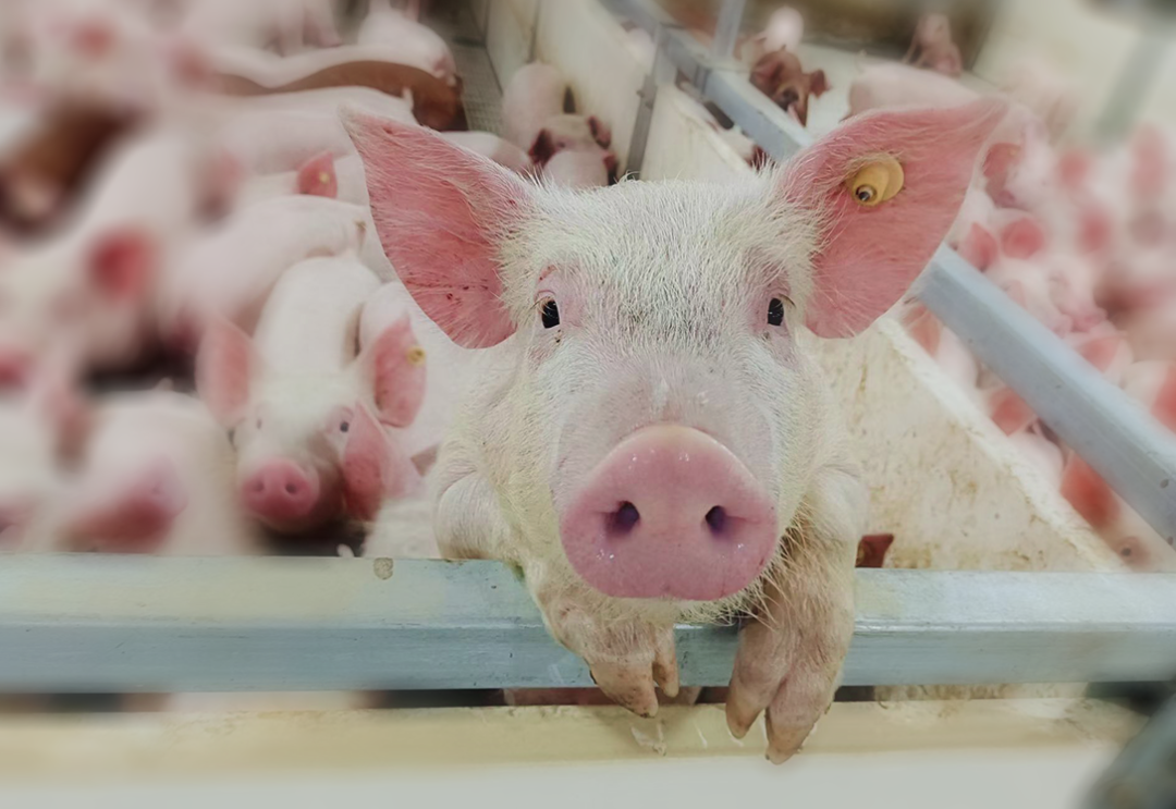 养猪户该如何做好差弱猪的护理，从而提升养猪效益？