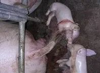 猪群频繁发生蓝耳病，并继发细菌感染，怎么防治？