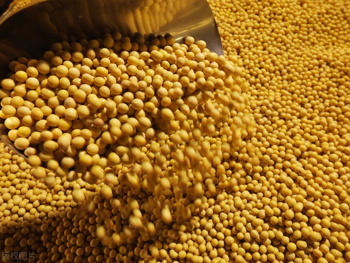 大豆“有价无市”，玉米涨跌互现，，这是咋回事？
