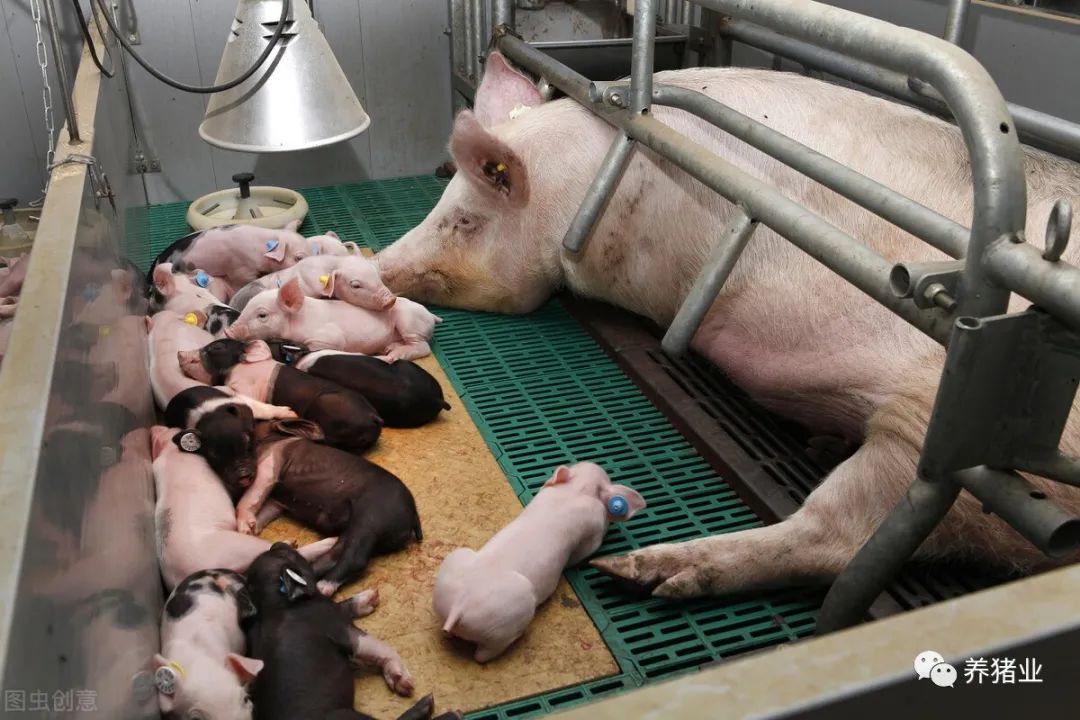 母猪断奶至发情间隔的优饲可以直接影响母猪后期繁殖性能
