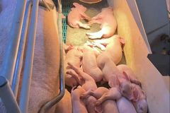 贷款也要买猪苗，这场“交易”为何打动人心？