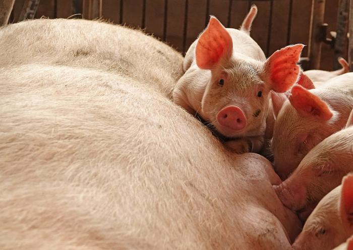 母猪断奶至发情间隔的优饲，可以直接影响母猪后期繁殖性能