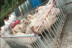 猪价行情不好每头猪还能赚近200元，这位养猪人是怎么做到的？