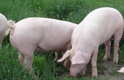 2022年04月18日全国各省市种猪价格报价表，仔猪补栏火爆，种猪市场也有所影响