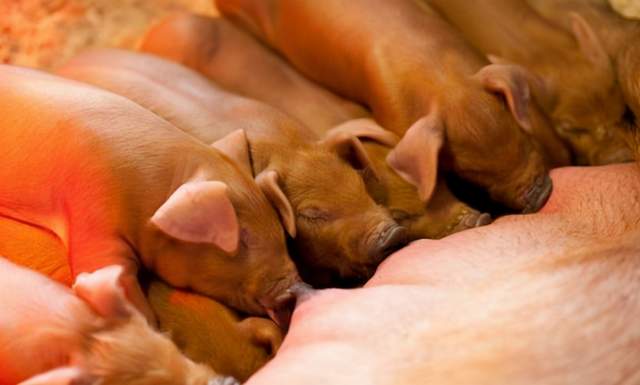 母猪、商品猪疫苗批签发数量同比下降，生猪产能去化势不可挡？