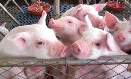 收猪难度加大，4月猪价惊喜连涨！养猪人总算熬出来了？