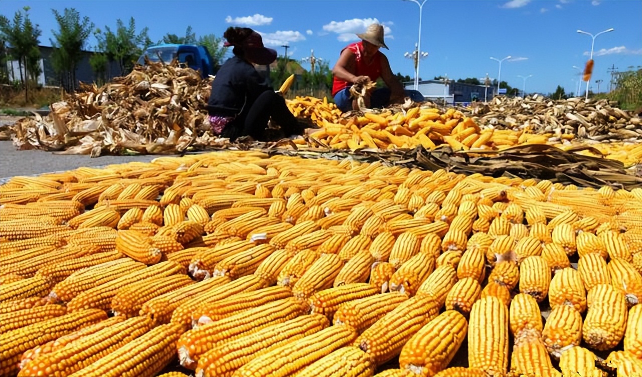 4月21日饲料原料价格：国际玉米价格窜涨历史高位，国内玉米也要大涨？