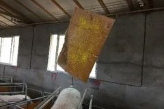 猪场苍蝇怎么消灭？推荐一个科学的方法，守住猪场生物安全！