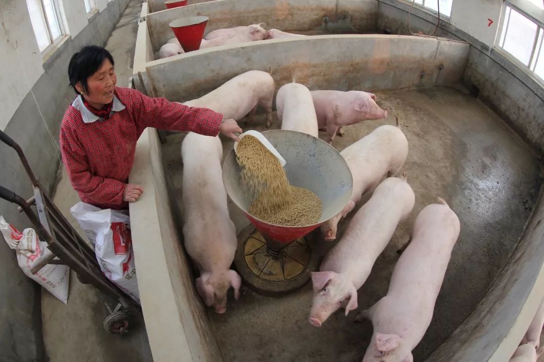 养猪人应清晰认识养猪市场的这几大误区！