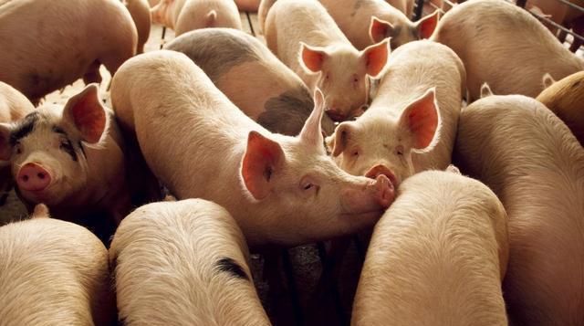2022年04月24日全国各省市土杂猪生猪价格，土杂猪价格总体波动不大，持续上涨