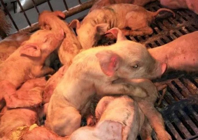 我国猪轮状病毒的流行特点、致病机理及防控措施阐述