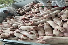 真划算！饲料每吨能省1324元，抓猪苗还补贴6400元！