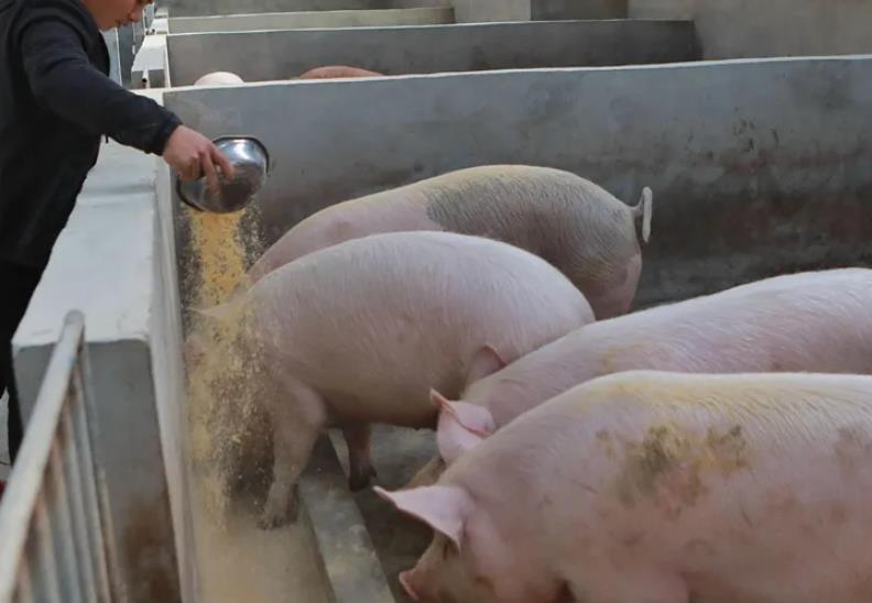 猪价为何突然“猛涨”？上涨后或带来“2项风险”，养殖户需警惕