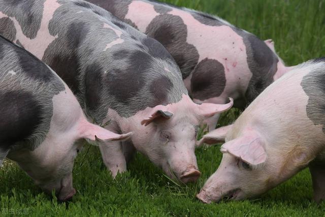 2022年04月26日全国各省市土杂猪生猪价格，抗价成功，猪价再度上涨！