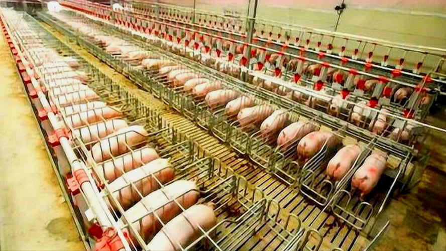中国种猪市场已出现三大变局，3400家种猪场穿越行业低谷！