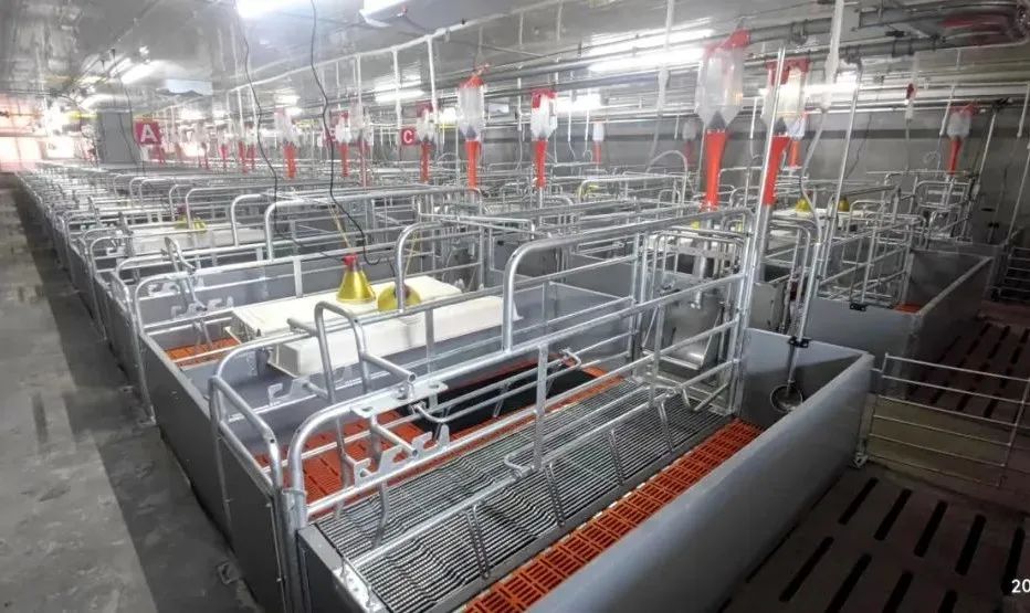 大牧人助力佳友农牧打造优质仔猪生产基地