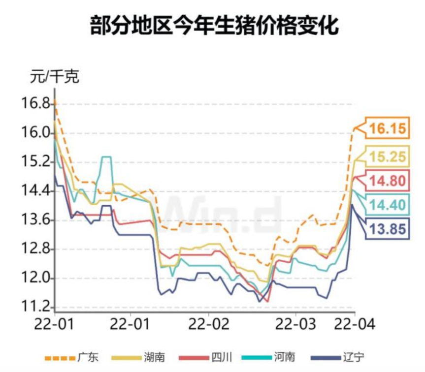 5元到7元，猪价上涨超出业内预期！后续怎么走？