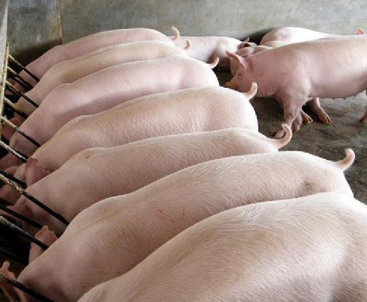 仔猪在保育阶段如何有效防止腹泻？