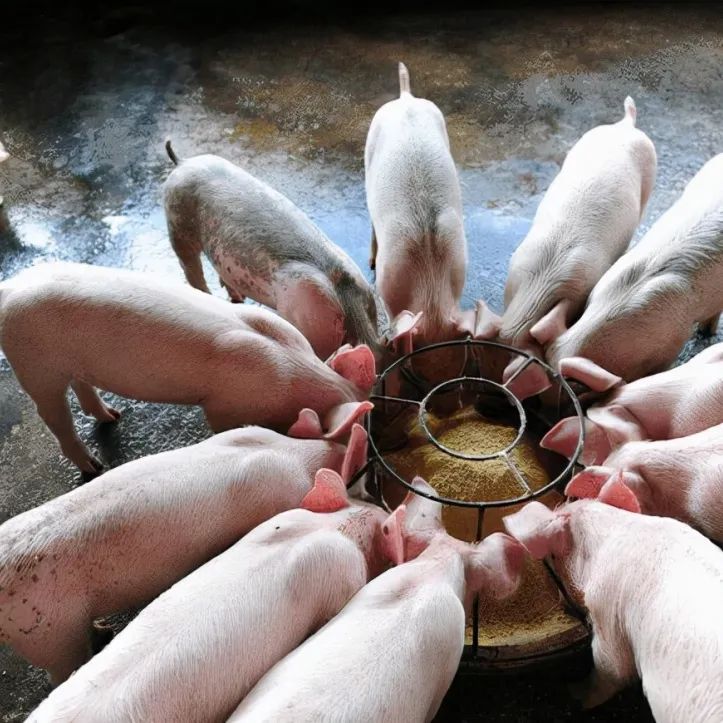 养猪十四年，黄老板说：有生物饲料养猪更轻松