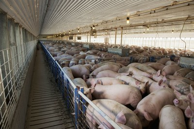 育肥猪的饲养管理要点有哪些？