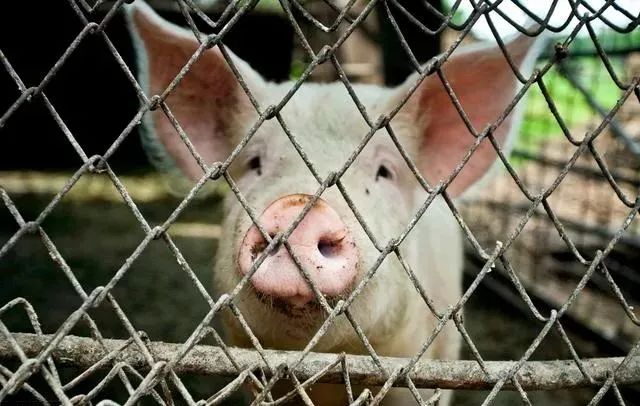猪场的中转出猪台也是预防非瘟感染的一项重要设施