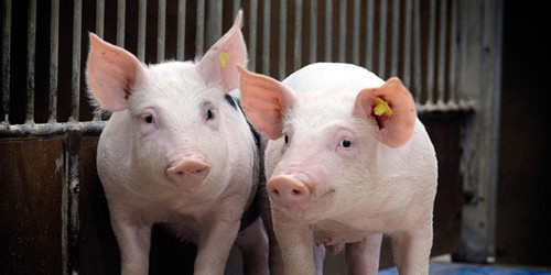 夏良宙：购买纯种猪这笔大钱花下去后对猪场及猪种改良有什么帮助？