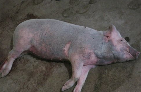 猪高热病危害大，如何防治？紧急治疗方案与措施奉上！