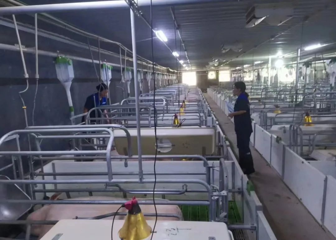傲农养猪产业永吉片区开展信息化管理专项培训