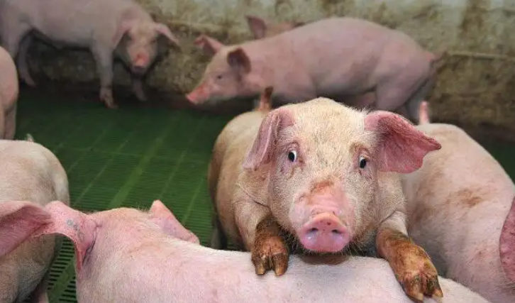 非洲猪瘟感染压力大，为何有些猪场反复中招？