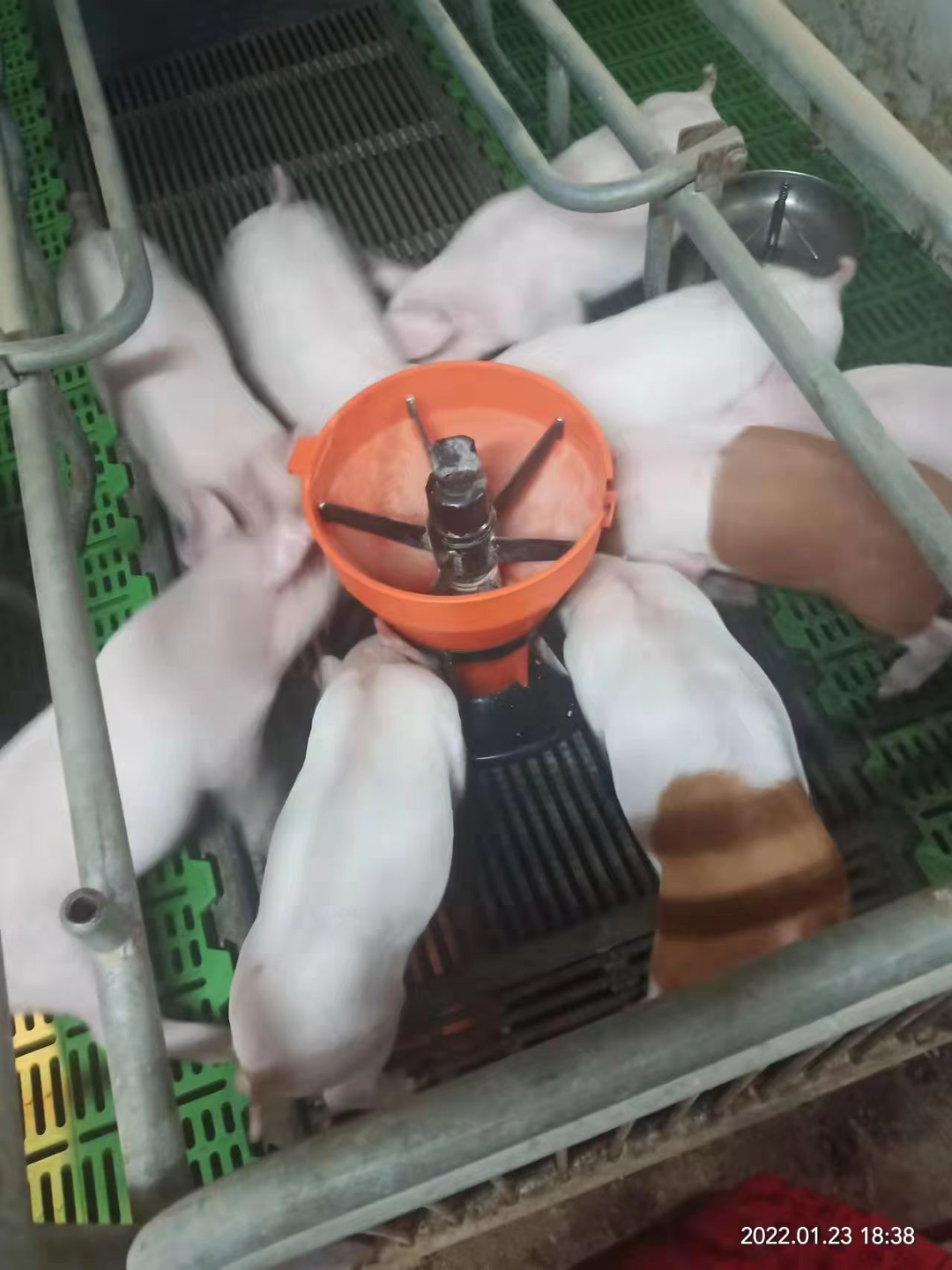 研究生毕业的养猪老板，从引种开始布局！600头规模猪场仔猪供不应求（下）