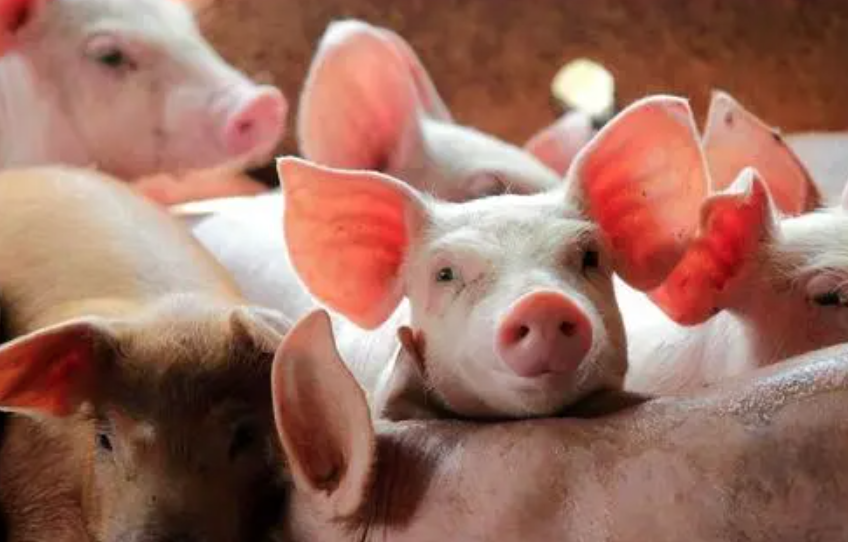 一季度猪价下跌23.5%，4月又猛涨！反转到来，养猪业下半年能盈利？