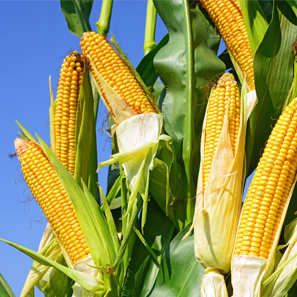 多地玉米涨破1.6元！4大因素支撑下，今年玉米价格能冲到1.8元？