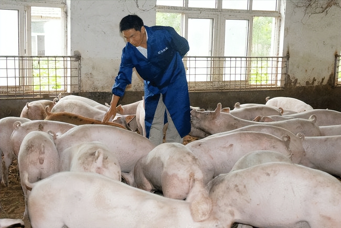 5月6日猪价：散户大量退出，中型猪场大量减产…猪真的少了吗？猪价还得涨？