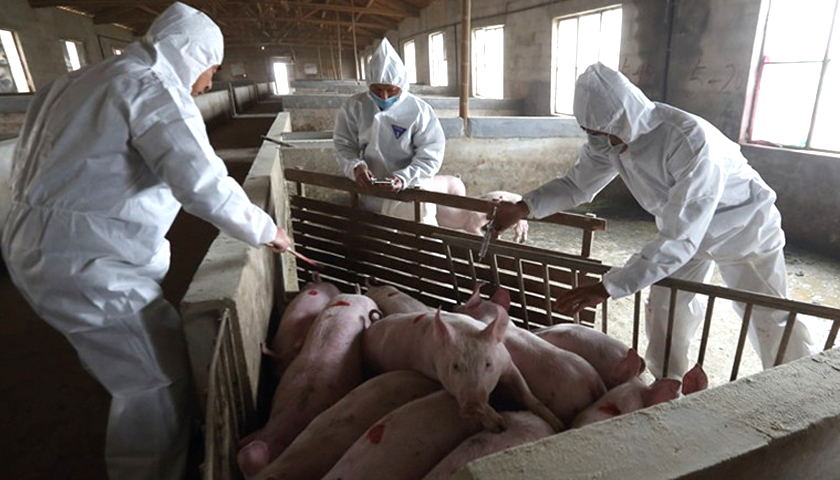 非洲猪瘟对养猪业打击依旧是毁灭性的，绝不能掉以轻心！