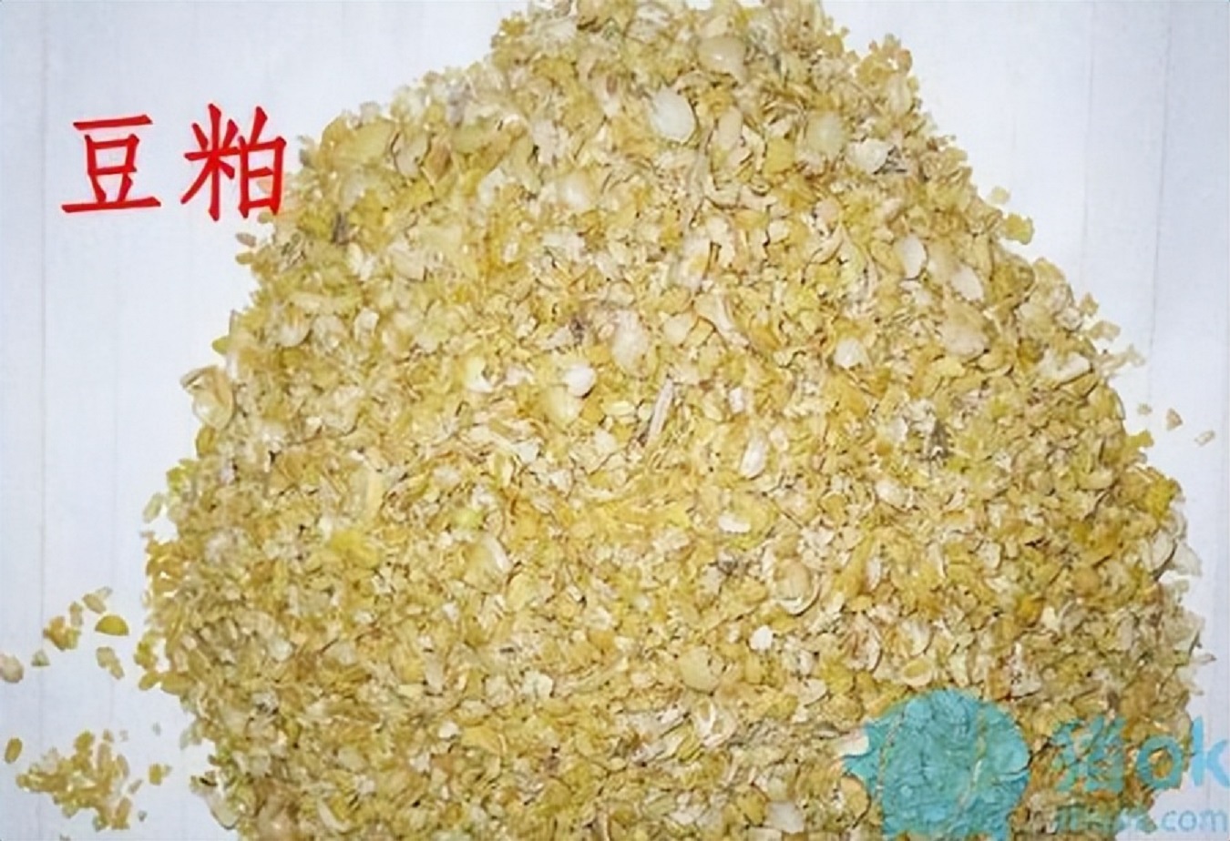 多家饲料企业宣布降价！豆粕仍有大幅下降空间，玉米却易涨难跌
