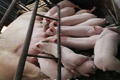提前布局赢未来！当前抓母猪需要注意哪几个点？