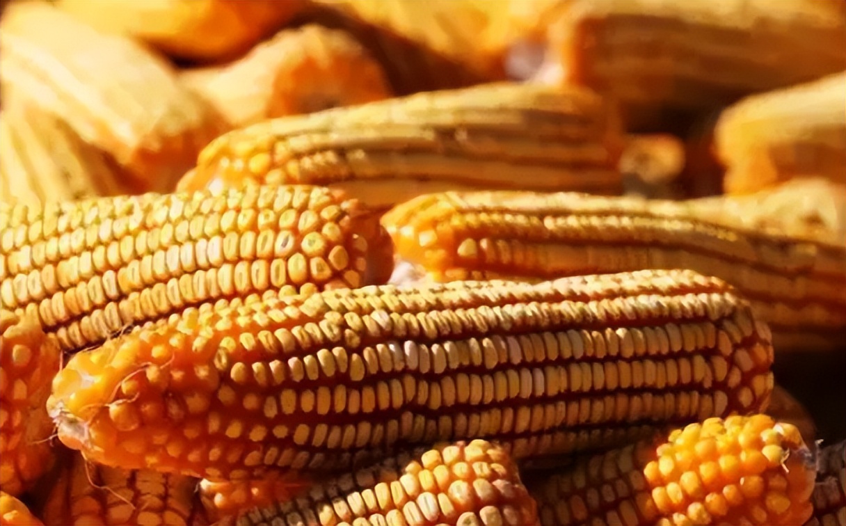 粮价变脸！豆粕期价跌破4000元，贸易商涨价“抢”玉米，啥情况？