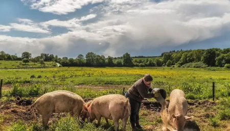 山东：防止生猪生产大起大落确保猪肉保供稳价