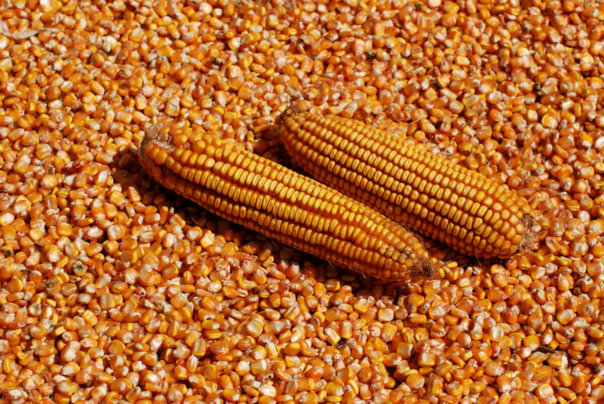玉米日报：东北玉米涨价即将结束？预测：不是不涨，可能涨得少