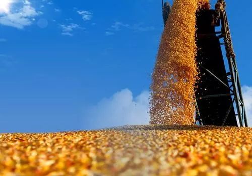 豆粕期现货携手纷纷下跌，玉米价格实质性下跌难度极大
