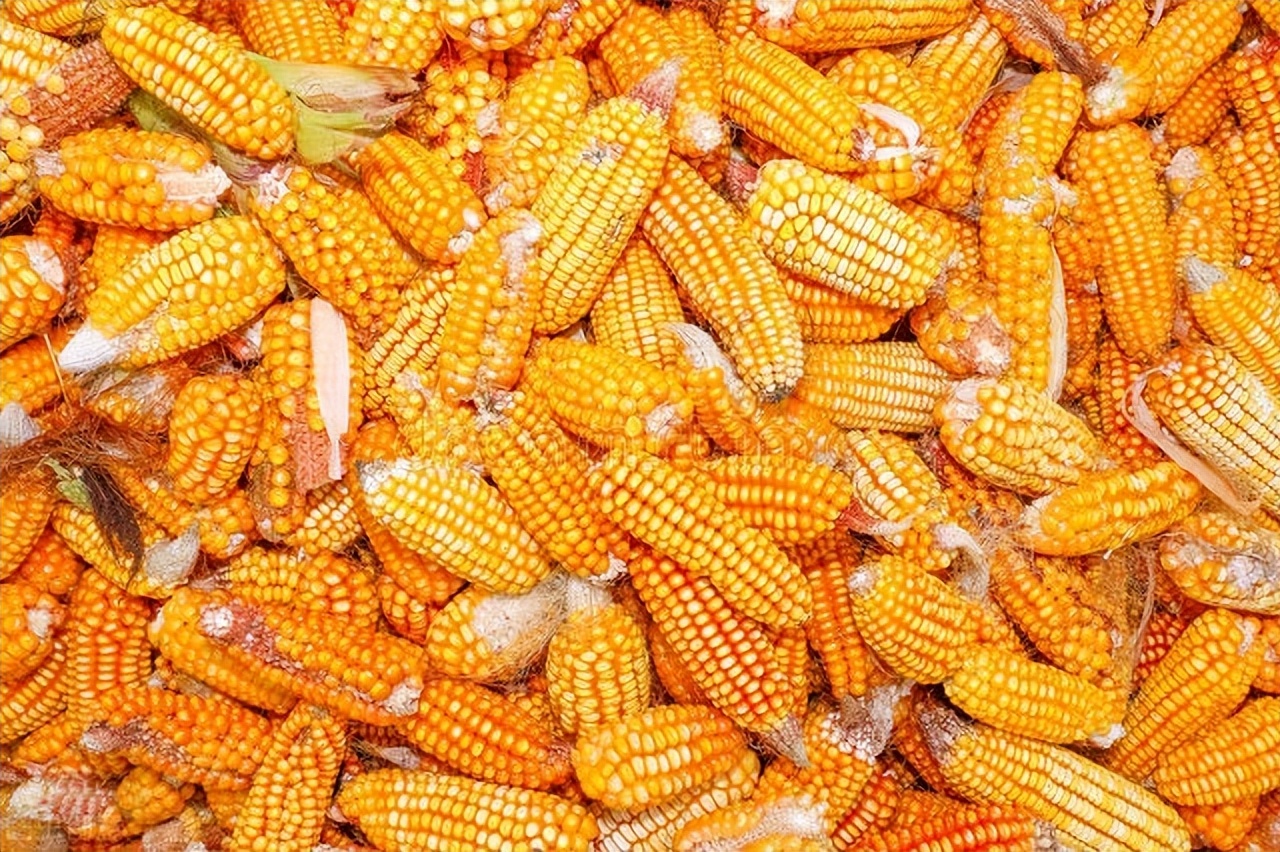 玉米日报：东北玉米涨价即将结束？预测：不是不涨，可能涨得少