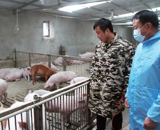 生猪行业遇冷，为什么有些养猪人还是能轻轻松松赚钱？