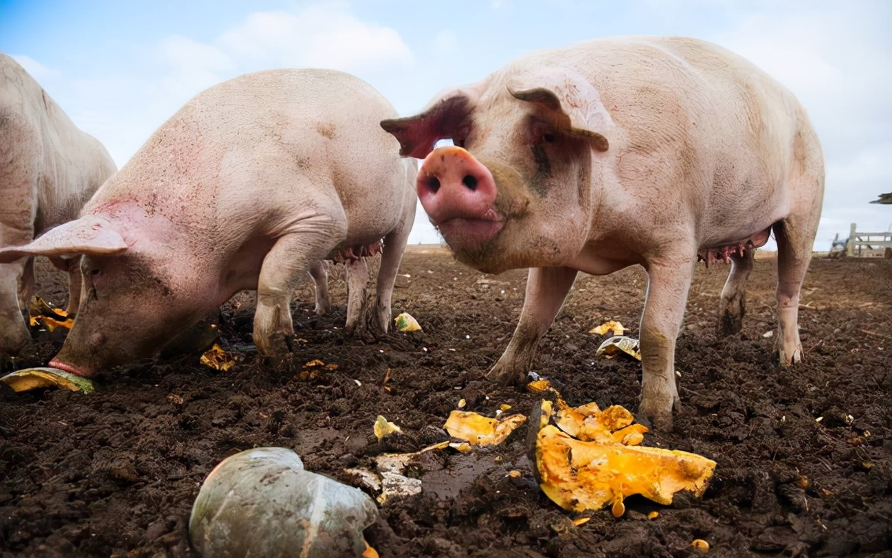 怎样做好猪场环保才能避免被禁养？